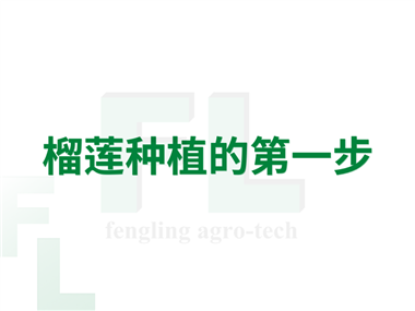 榴莲种植的第一步